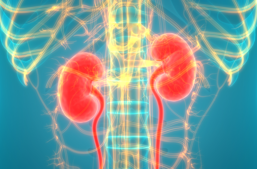 A digital illustration of kidneys in the human anatomy